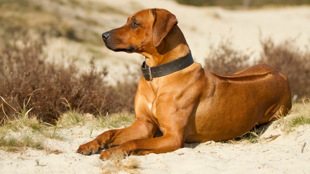 Rodijo Ridgeback Saiba tudo sobre a raça Rhodesian Ridgeback